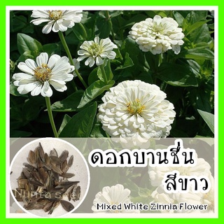 พร้อมส่ง ❗ รหัส  140 เมล็ดพันธุ์แท้ OP แท้   ดอกบานชื่นสีขาว - Mixed White Zinnia Flowe50 เมล็ด (ไม่ใช่พืชที่มีชีวิต)