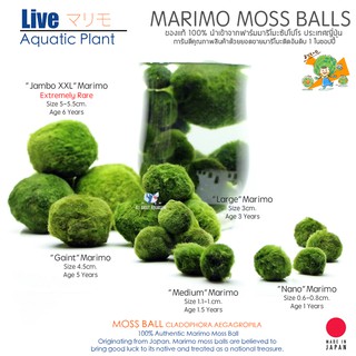 [ของแท้💯% พร้อมจัดส่ง] MARIMO JAPAN มาริโมะ สาหร่ายตกแต่งตู้ปลา สาหร่ายมาริโมะ มอสบอล สาหร่ายนำโชคญี่ปุ่น สาหร่ายญี่ปุ่น