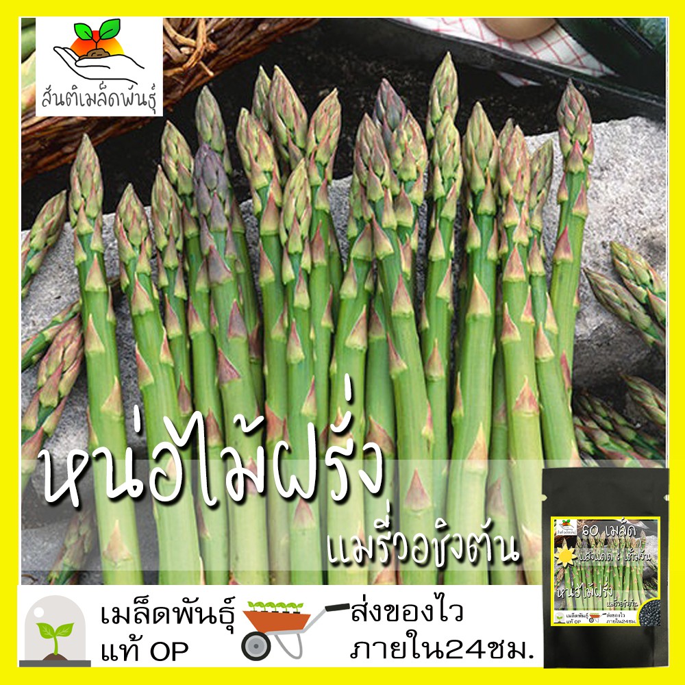 เมล็ดพันธุ์ หน่อไม้ฝรั่ง เมรี่วอชิงตัน 60 เมล็ด Mary Washington Asparagus Seed เมล็ดพันธุ์แท้นำเข้าจากต่างประเทศ ปลูกผัก