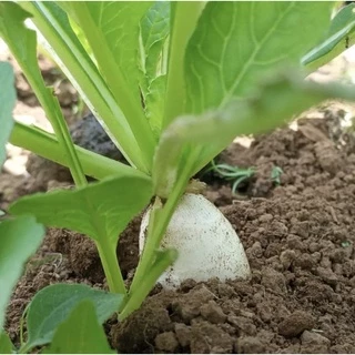 เมล็ดหัวไชเท้า 100 เมล็ด [ 10เเถม 2คละได้ ]