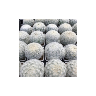 ต้น Mammillaria plumosa (แมมขนนกขาว) เป็นไม้เพาะเมล็ด คัดฟอร์มสวยๆ จากร้าน Molly me