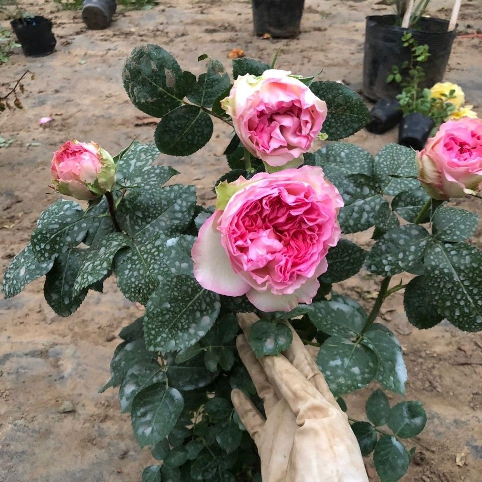 d﹍☽☂> Fujimoto Rose Chorus  สวนกุหลาบหลายดอกพืชปีนเขากุหลาบดอกไม้ต้นกล้ากุหลาบสีเขียวกระถางดอกไม้ |  Shopee Thailand