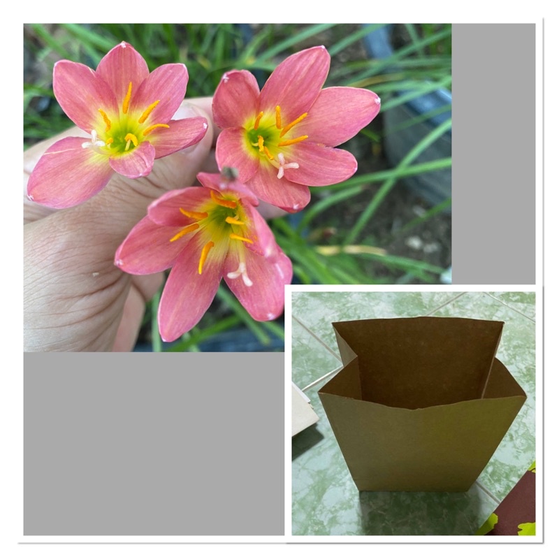 445อ.หัวดอกบัวดิน Nutty9 หัวละ 8 บาท