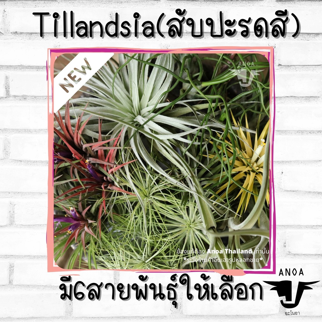 *สินค้าขายดี* Tillandsia ทิลแลนเซีย สับปะรดสี 6 สายพันธุ์ เกรด Premium ราคา ถูกที่สุด ดีลบีเคเค