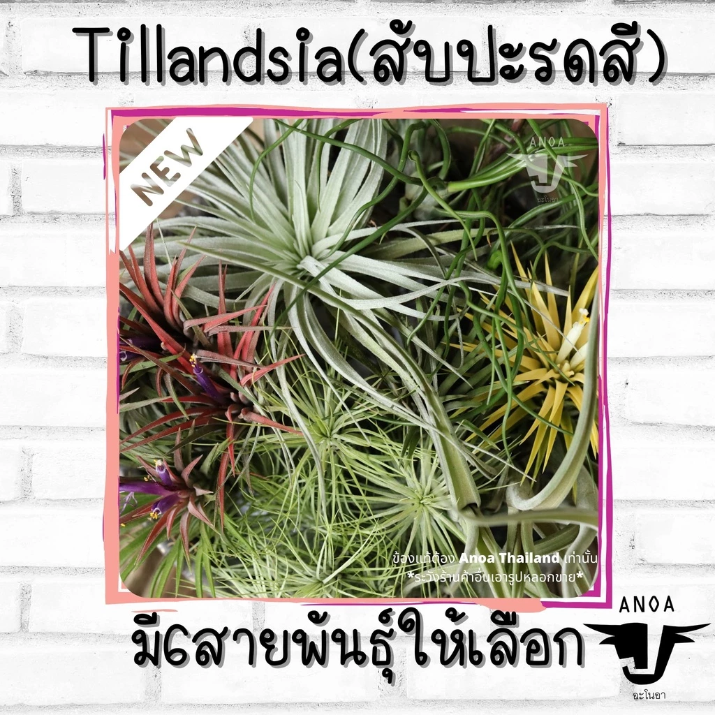 *สินค้าขายดี* Tillandsia ทิลแลนเซีย สับปะรดสี 6 สายพันธุ์ เกรด Premium