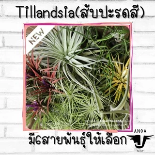 *สินค้าขายดี* Tillandsia ทิลแลนเซีย สับปะรดสี 6 สายพันธุ์ เกรด Premium