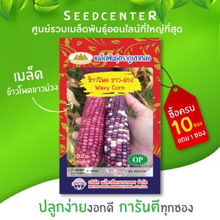 เมล็ดข้าวโพดขาว-ม่วง ขนาด 10 กรัม ภูเขาทอง