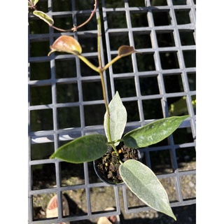 hoya archboldiana albomarginata