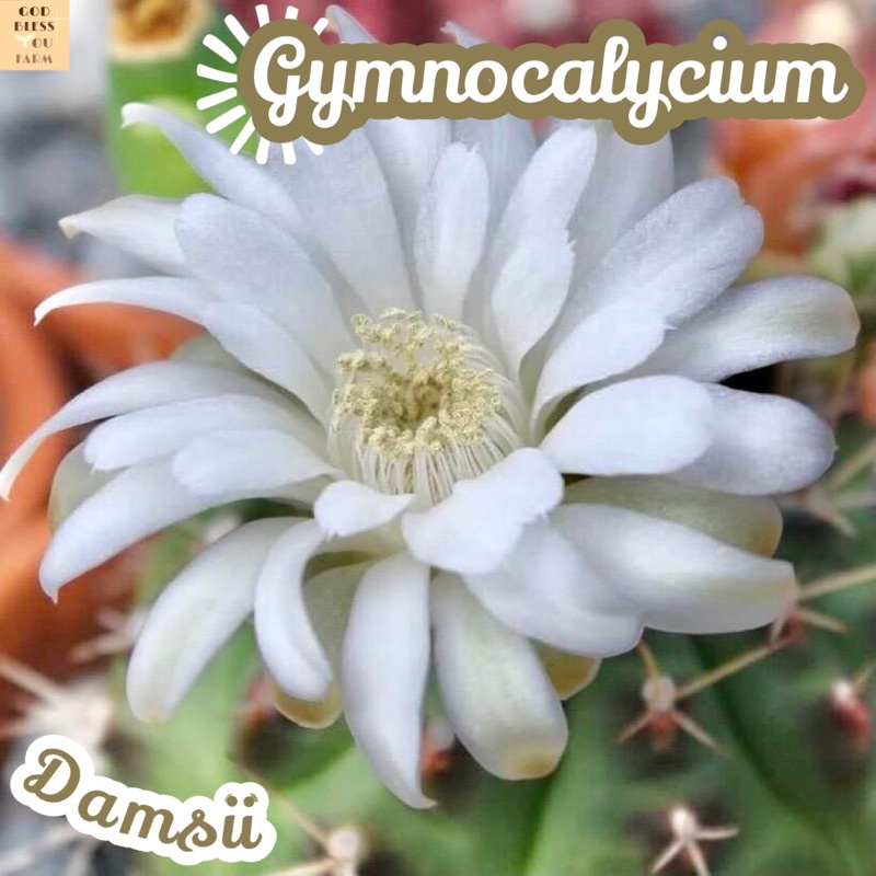 [ยิมโนแม่ลูกดก] Gymnocalycium Damsii ส่งพร้อมกระถาง ยิมโนแดมซิอาย แคคตัส Cactus Succulent พืชอวบน้ำ ไม้หนาม ทะเลทราย