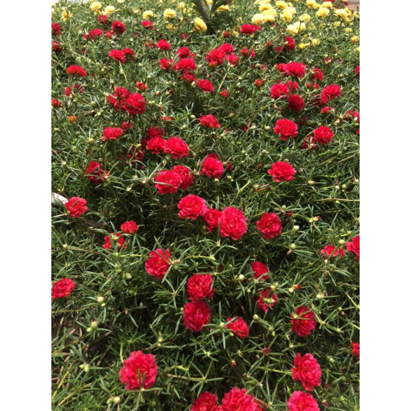 คุณนายตื่นสาย สีแดง กิ่งพันธุ์