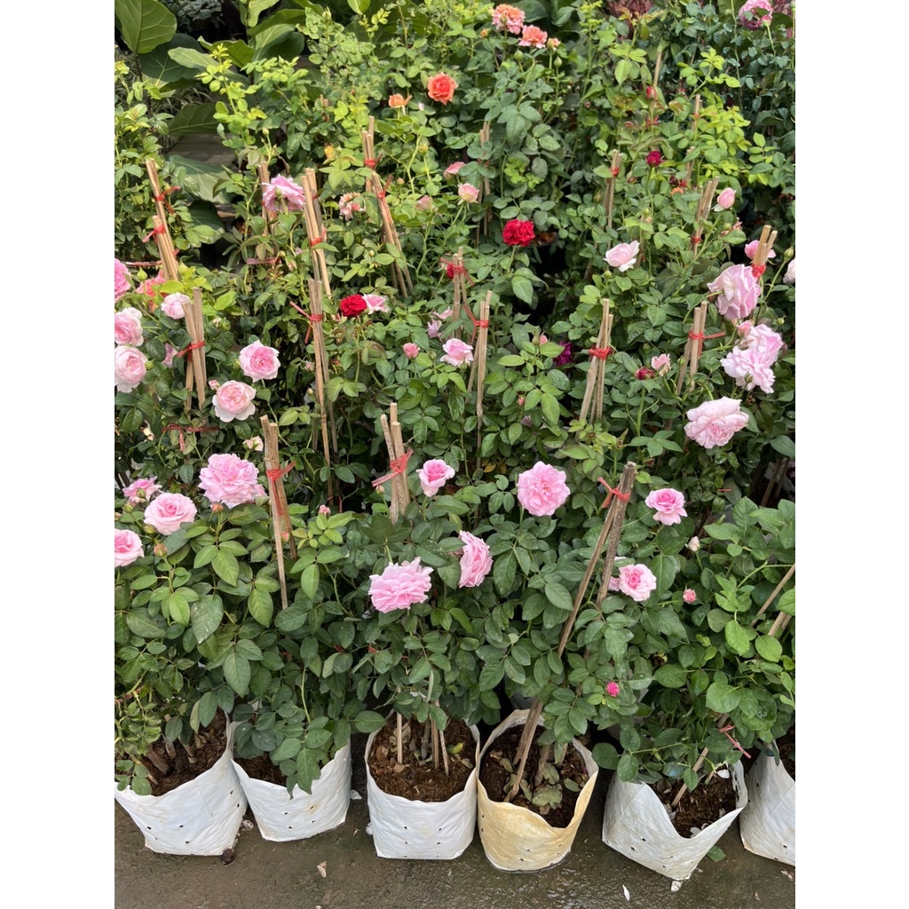 มุมมอง 2