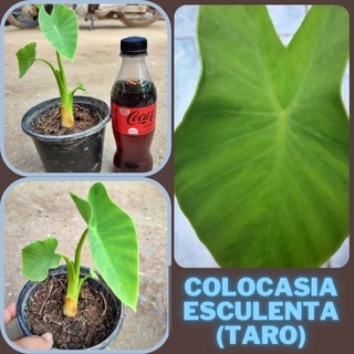 1 ต้นบอนเผือกทองคำ Colocasia Golden taro ต้นบอนโกลเด้นทาโร่ น่าสะสม จัดส่งพร้อมกระถาง