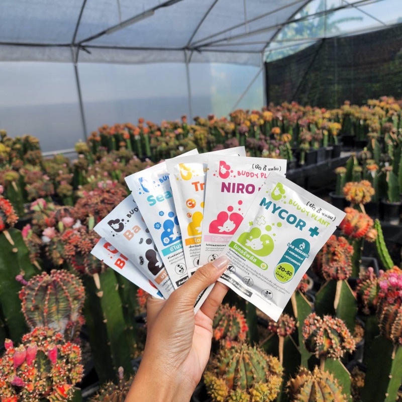 Buddy Plant Organic100%