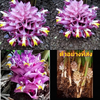 (3ต้น) ต้น หน่อ เหง้า กระเจียวสุเทพ Curcuma  ecomata ต้นกระเจียวสุเทพ ดอกกระเจียวสุเทพ กระเจียว สุเทพ สมซง