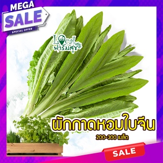 ผักกาดหอมจีน 🥬 ผักกาดหอม 200 เมล็ด ผักกาด   เมล็ดคุณภาพเกรดเอ อัตราการงอกสูง