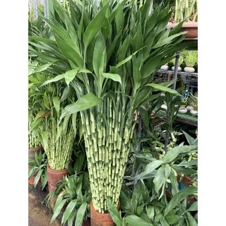 ไผ่กวนอิม ต้นตรงสูง150cm ตัดส่งได้เพียง1เมตร(หากต้องการ1.5เมตรให้มาซื้อหน้าร้าน)