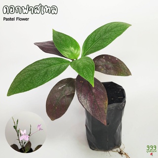 ต้นดอกพาสเทล หรือ ดอกความรัก แดดจัดใบจะกัดสีม่วง ( pastel flower / love flower / Pseuderanthemum variabile ) 999garden