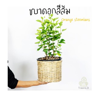 Treeno.9 T249 ชบาดอกสีส้ม  steemians ปลูกง่ายเลี้ยงง่าย ต้นใหญ๋ๆ ชอบรับแสงตะวัน ดอกสวย ใบสวย กระถาง 10 นิ้ว