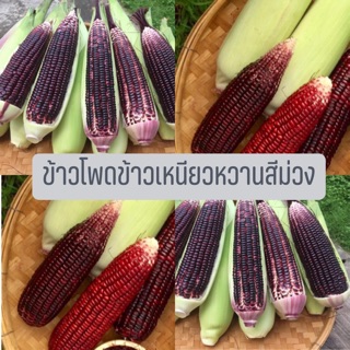 เมล็ดพันธุ์ข้าวโพดข้าวเหนียวหวานสีม่วง 35 บาท