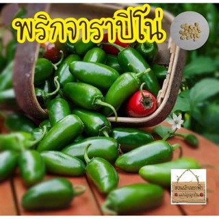 พริกจาราปิโน่15เมล็ด (Jalapeno Pepper) พริกแม็กซิกัน  เมล็ดนำเข้า