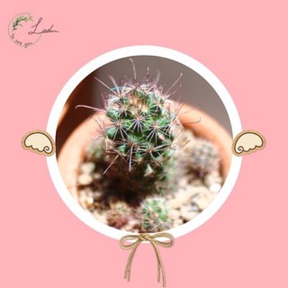 Mammillaria beneckei แมมหนามตะขอแดงดอกชมพู