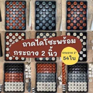 เซ็ตถาดเพาะไดโซะ พร้อมกระถาง 2 นิ้ว 54  ใบ