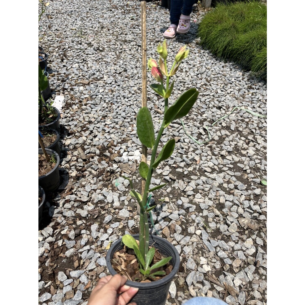 มุมมอง 2