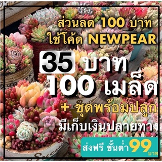 100เมล็ด ไม้อวบน้ำ Succulent คละพันธุ์ พร้อมส่ง ส่งฟรี