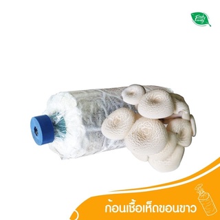 ก้อนเชื้อ เห็ด ขอนขาว ORGANIC 100% by Fresh&amp;Friendly Farm