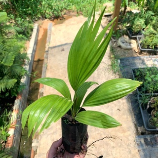 ปาล์มยะวา (Livistona rotundifolia) 🌴 สูง 15-20 ซม. ใบเขียวสวยงาม พร้อมส่ง