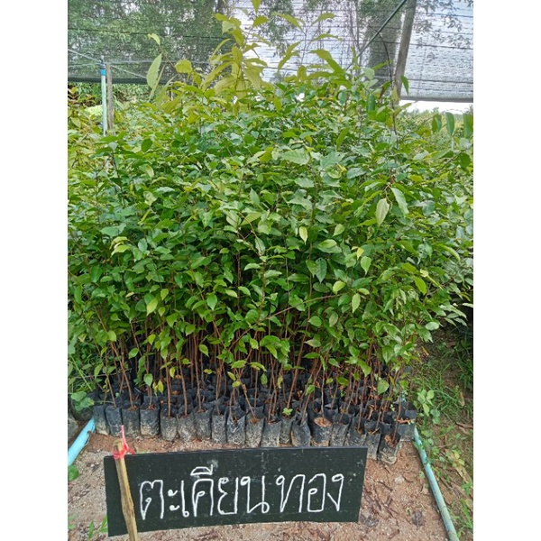 ต้นตะเคียนทอง ไม้ป่า ไม้เศรษฐกิจ ขนาด 40  cm.ขึ้นไป🌿🌲🌲