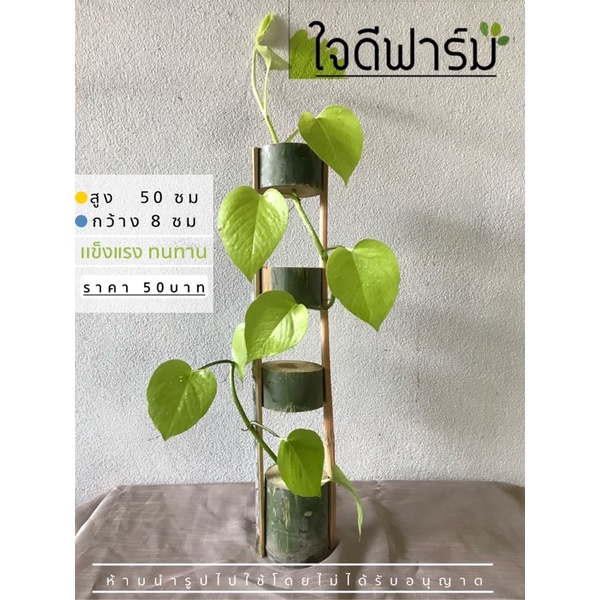 กระถางไม้ไผ่อเนกประสงค์ สำหรับไม้เลื้อยว่างบนโต๊ะ ขนาด 50x 8 ซม. 1ชิ้น ราคา 49บาท