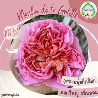 Flower Garden F597 กุหลาบ Mulin de la Galette (มูแลง เด ลา กาแล็ต) ส้มชมพู ทรงถ้วย ดอกใหญ่ กลิ่นหอม