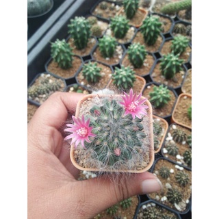 แมมขนแมว Mammillaria Bocasana แคคตัส