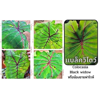 1 ต้น colocasia black widow บอนแบล็ควิโดว์ กระดูกใบสีดำคล้ายหน้ากากฟาโรห์ เด่น สวย ส่งแบบตัดใบออก สินค้าพร้อมจัดส่ง