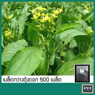 เมล็ดกวางตุ้งดอก กวางตุ้งดอก ประมาณ 500 เมล็ด เมล็ดพันธุ์ผัก เมล็ดผัก เมล็ดพันธุ์กวางตุ้งดอก