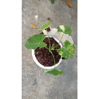 Colocasia esculenta yellow splash บอนนาด่างญี่ปุ่น