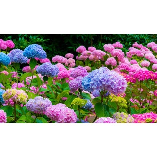 20 เมล็ด เมล็ดไฮเดรนเจีย Hydrangea Seeds เรนโบว์ คละสี ไฮเดรนเยียสายพันธุ์ฝรั่งเศส