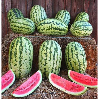 เมล็ด แตงโมคลอนไดค์ - Klondike Striped Watermelon