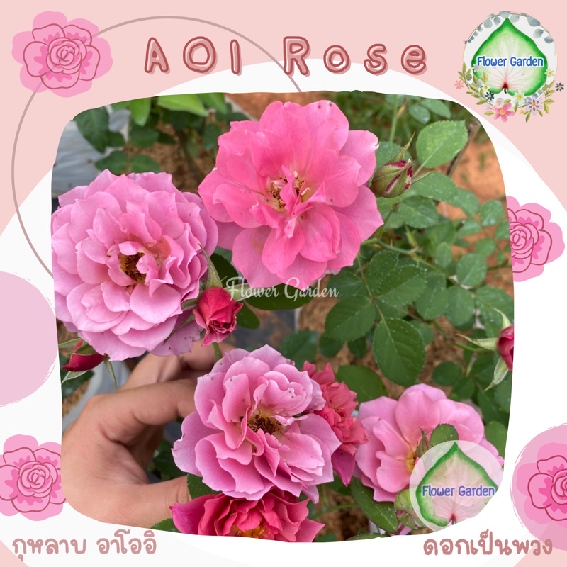 F471 กุหลาบ  A O I (อาโออิ)กุหลาบ ญี่ ปุ่ น  สีม่วงออกเป็นพวง เลี้ยงง่าย โตเร็ว ขนาดถุงใหญ่