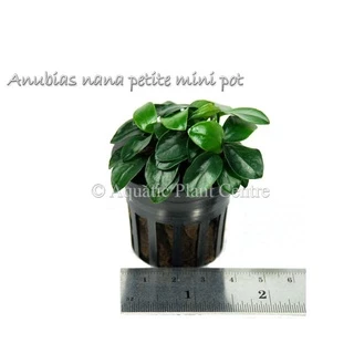 [APC] Anubias nana petite อนูเบียสแคระ [ไม้น้ำ - Aquatic Plants] P207/PS207/L180