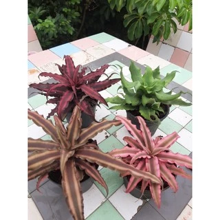 ต้นสัปปะรดสีหรือดาว ต้นไม้ประดับ ต้นไม้ในกระถางเล็ก ต้นไม้เก๋ๆ