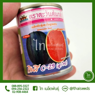 แตงโม กินรี C-29 C29 ซี29 (ลูกใหญ่) เมล็ดพันธุ์ แตงโม ตรา ตะวันต้นกล้า บรรจุ 40 กรัม