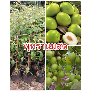 พุทรานมสด ต้นพันธุ์ทาบกิ่งสูง 40-50 ซม. ปลูกง่าย โตเร็ว 1 ปีติดผล รับประกันพันธุ์แท้ 100%