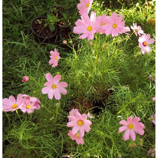 เมล็ดพันธุ์ ดาวกระจายสีเหลือง สีม่วง  ดอกคอสมอส    Cosmos Flower Seed   ซองละ25 บาท