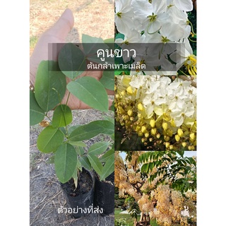 (รับ2ต้น)(เพาะเมล็ด) #คูนขาว  🏡แฮปปี้