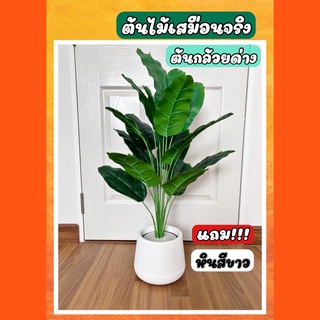 ต้นไม้ปลอม ต้นกล้วยด่างปลอม /ต้นกล้วยด่างฟลอริด้า สูง 70 CM ส่งไว พร้อมส่ง