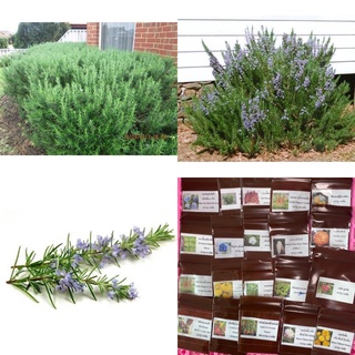 เมล็ดพันธุ์ โรสแมรี่ พันธุ์ เมรี่แอน (Rosemary) บรรจุ 80 เมล็ด กลิ่นหอม ปรุงอาหารดี