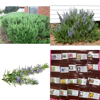 เมล็ดพันธุ์ โรสแมรี่ พันธุ์ เมรี่แอน (Rosemary) บรรจุ 80 เมล็ด กลิ่นหอม ปรุงอาหารดี