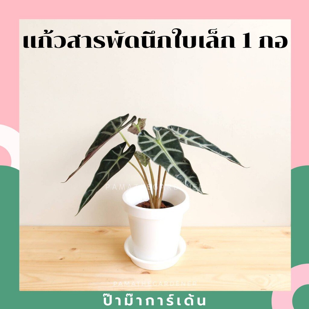 มุมมอง 2